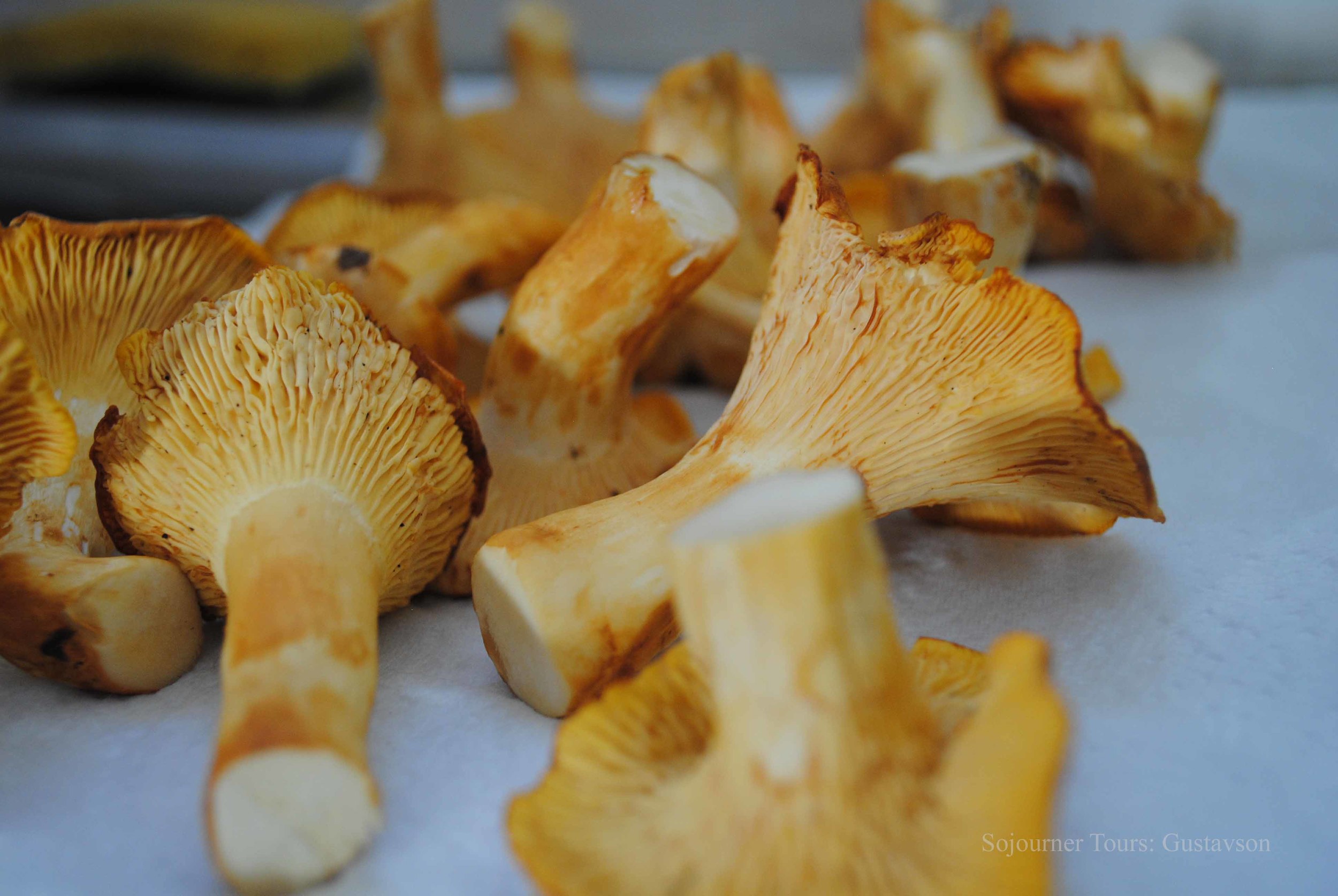 Wild Chanterelle Mushrooms, France