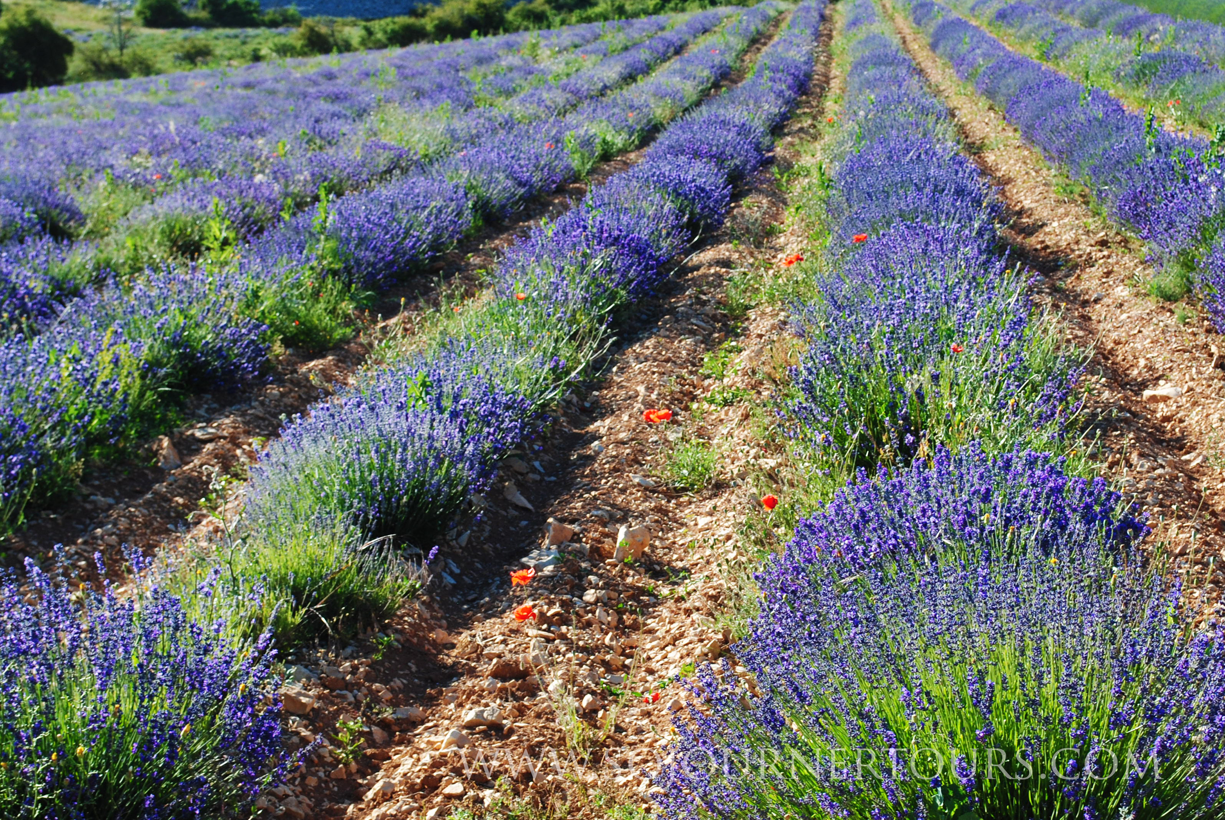 France du Sud 2011 083.jpg