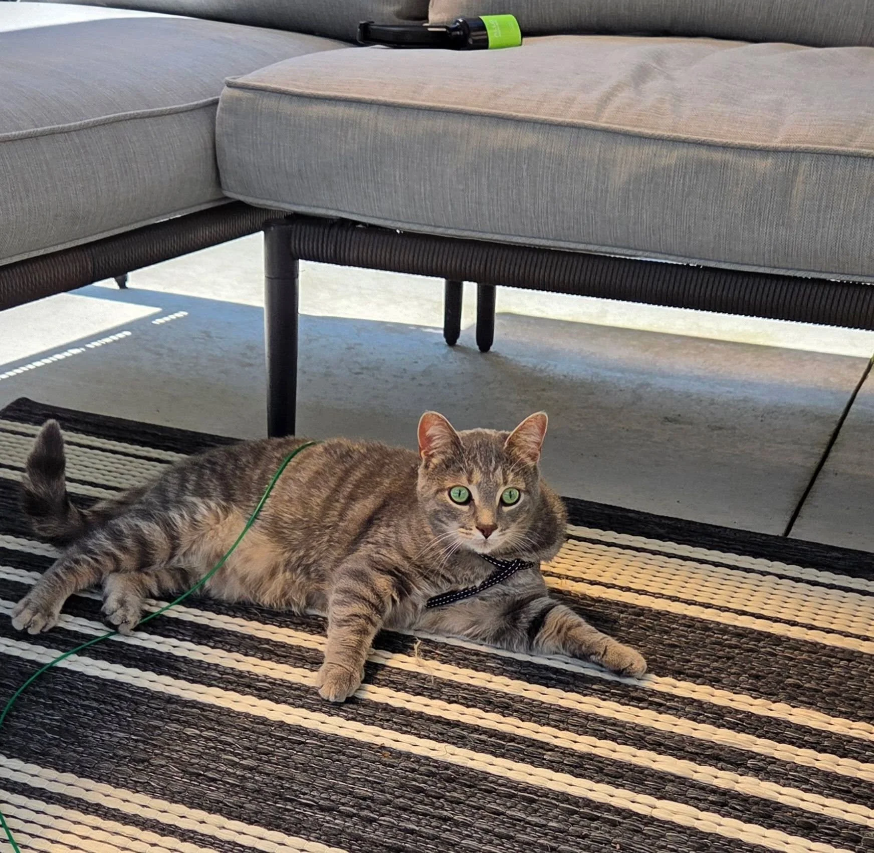Loki enjoying summer ☀️ 😺