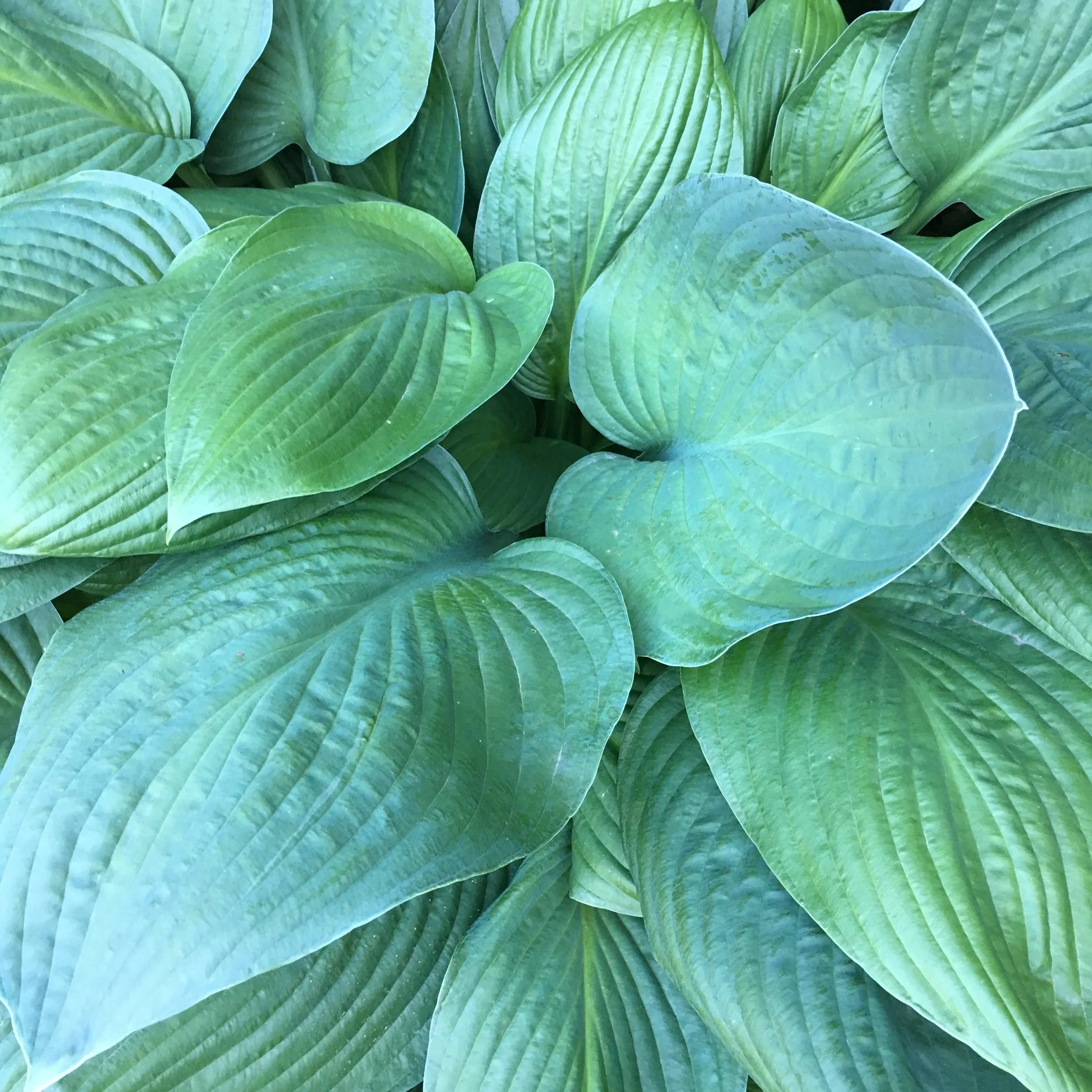 I love green