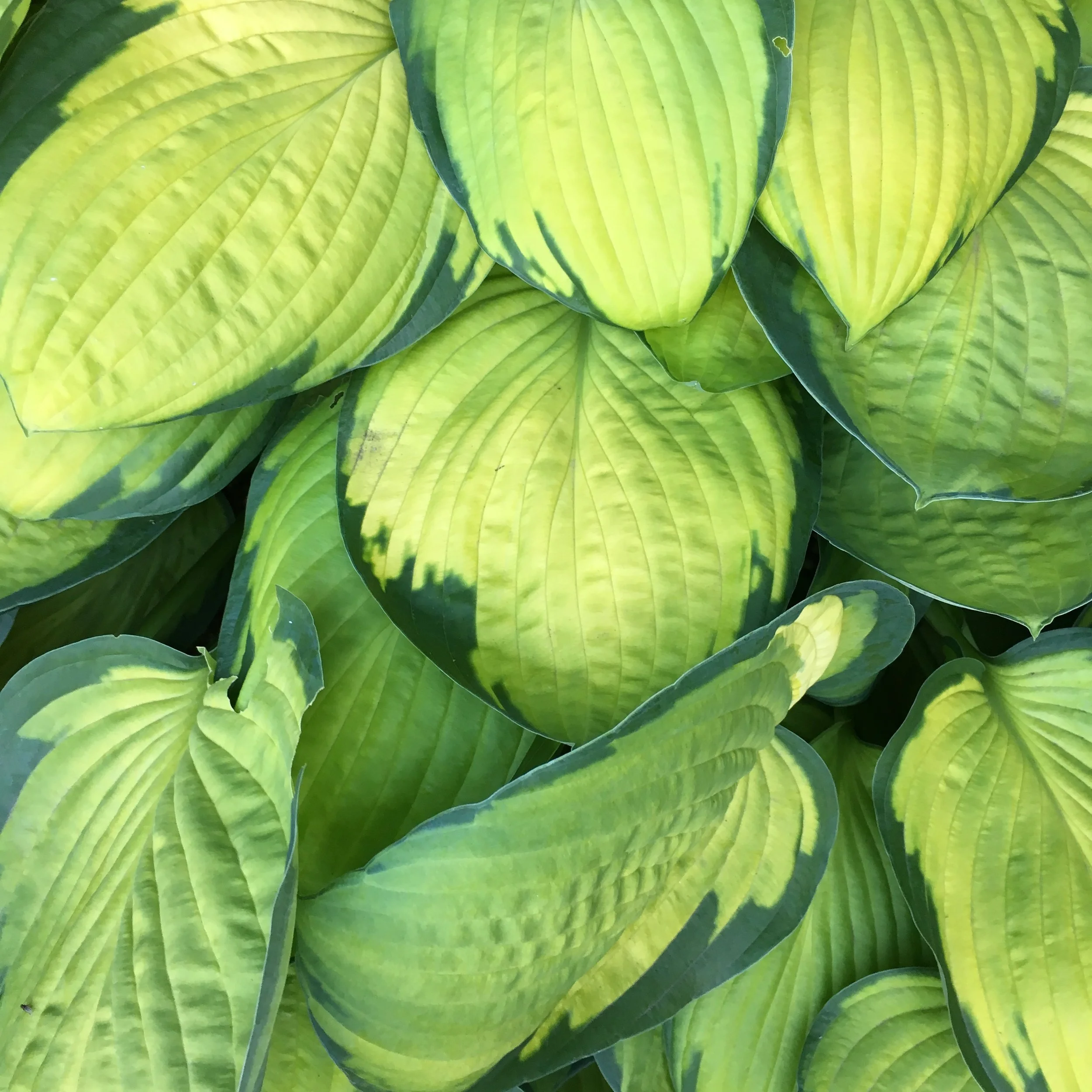 green is hard to paint. 