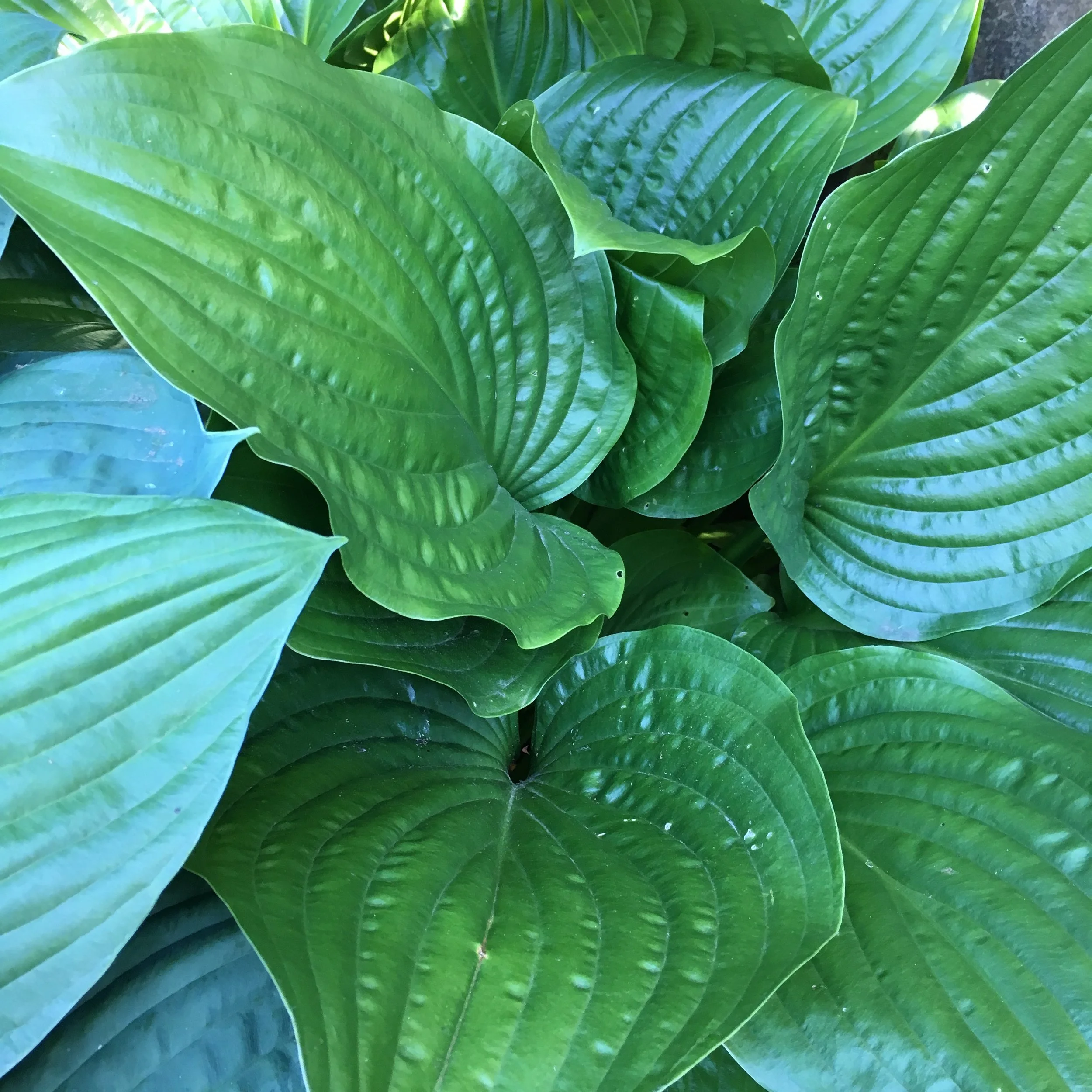 green seeker