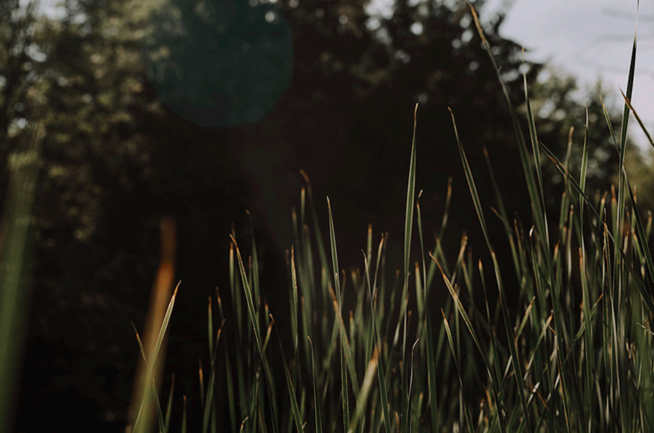 RRP_MS_GIF0004.gif