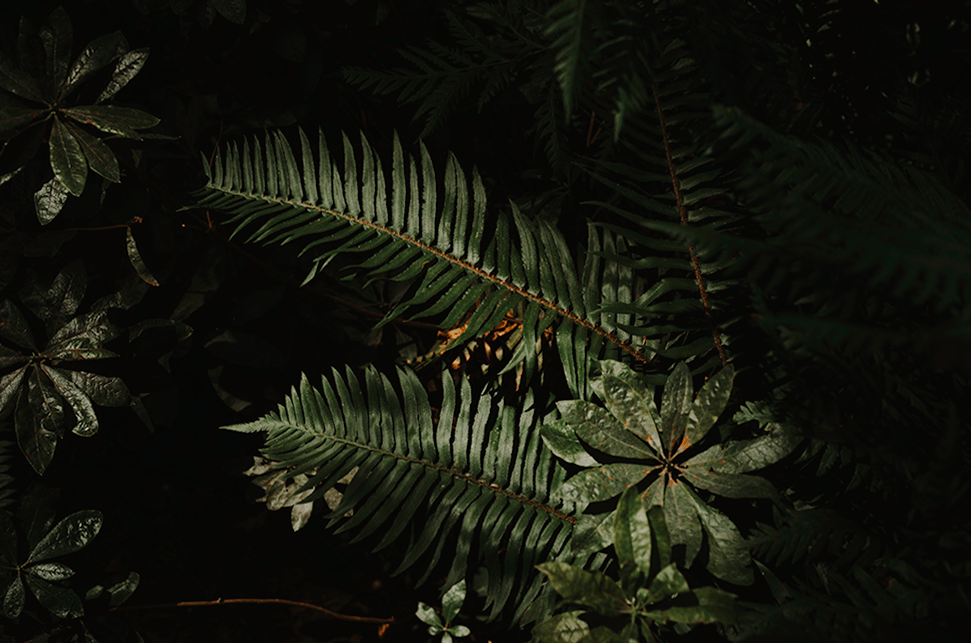 Redwoods Wedding.gif