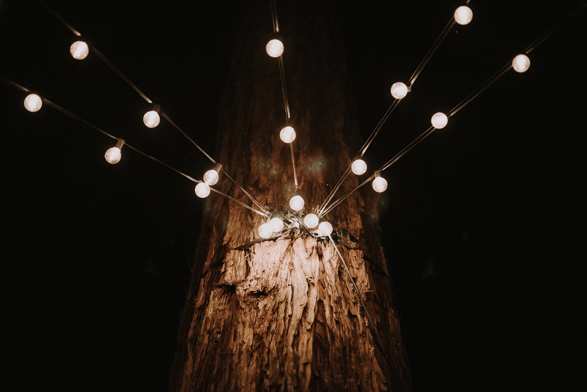 Bay Area Redwoods Wedding at The Island Farm.jpg