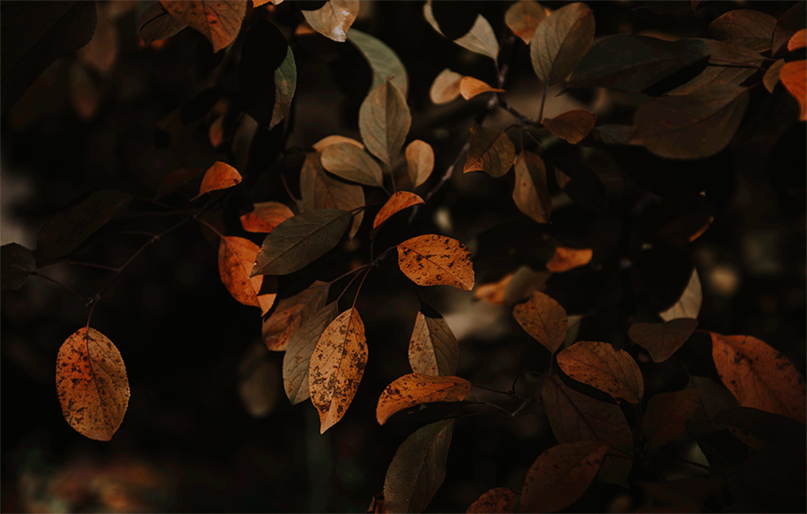Rosey Red Photography Maine Destination Fall Mountain Wedding0018.gif