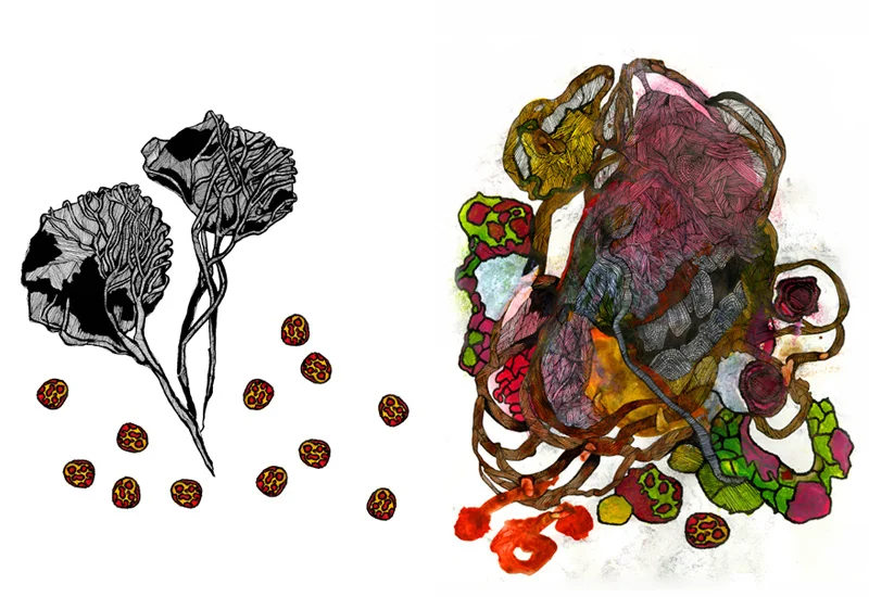  Bjork/Rodeo   Back to Print Design      
