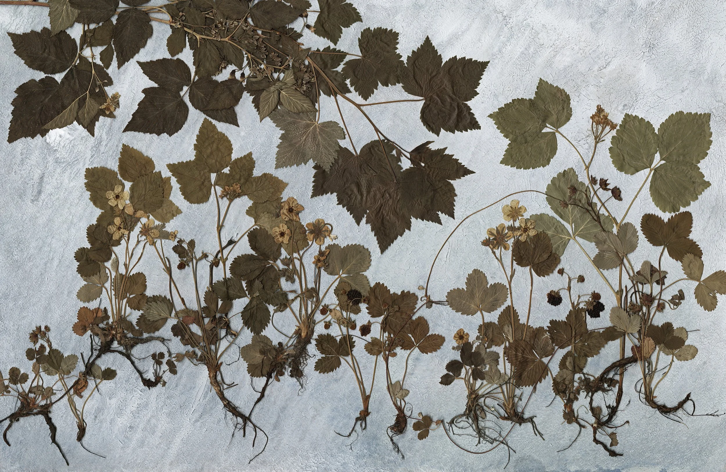 Berries-1c-600dpi-Martin-Bergstrom.jpg
