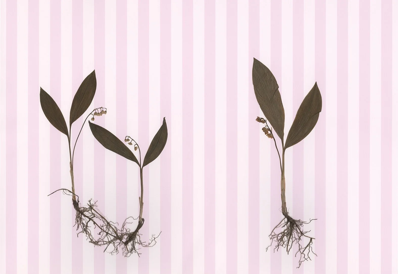 May bells Lowres.jpg