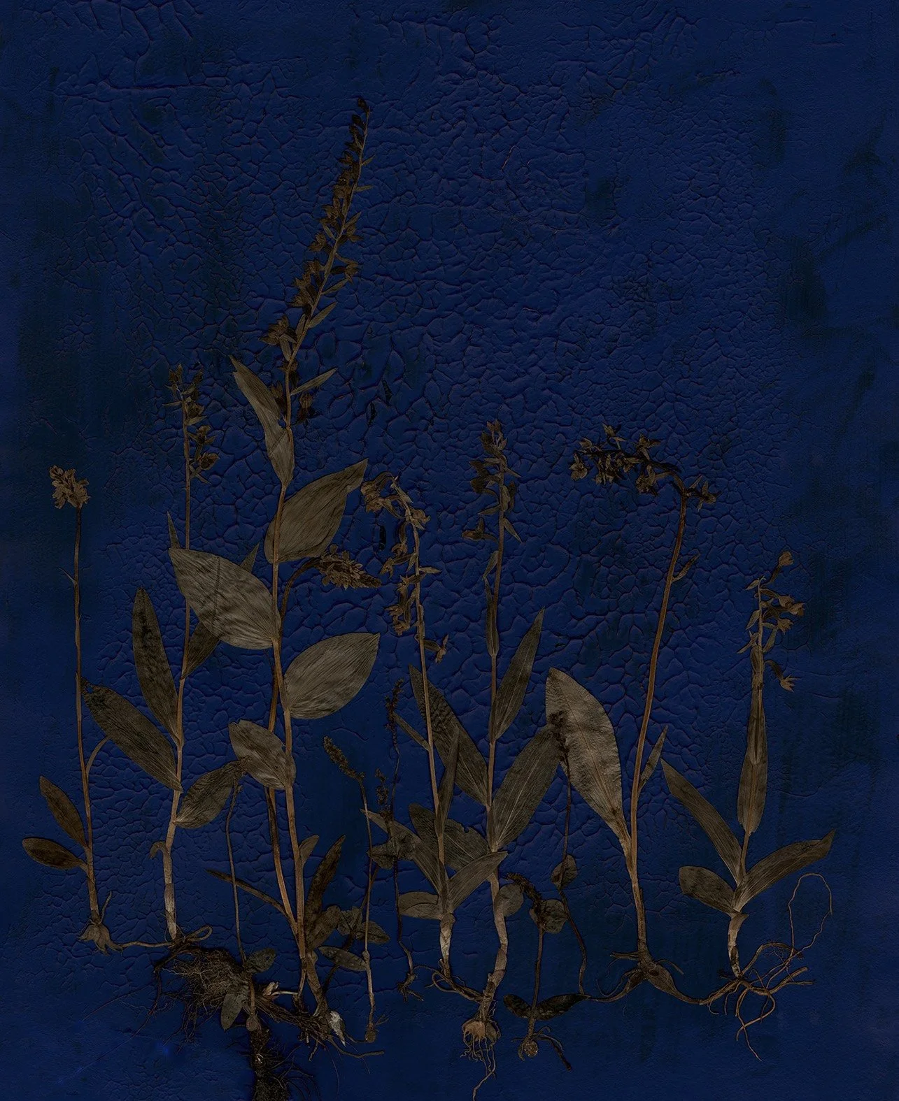 Blue Orchid kopiera.jpg