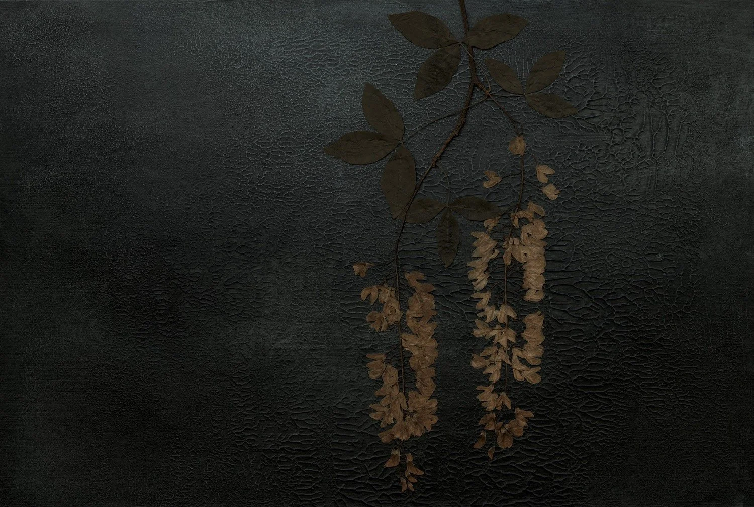 Laburnum kopiera.jpg