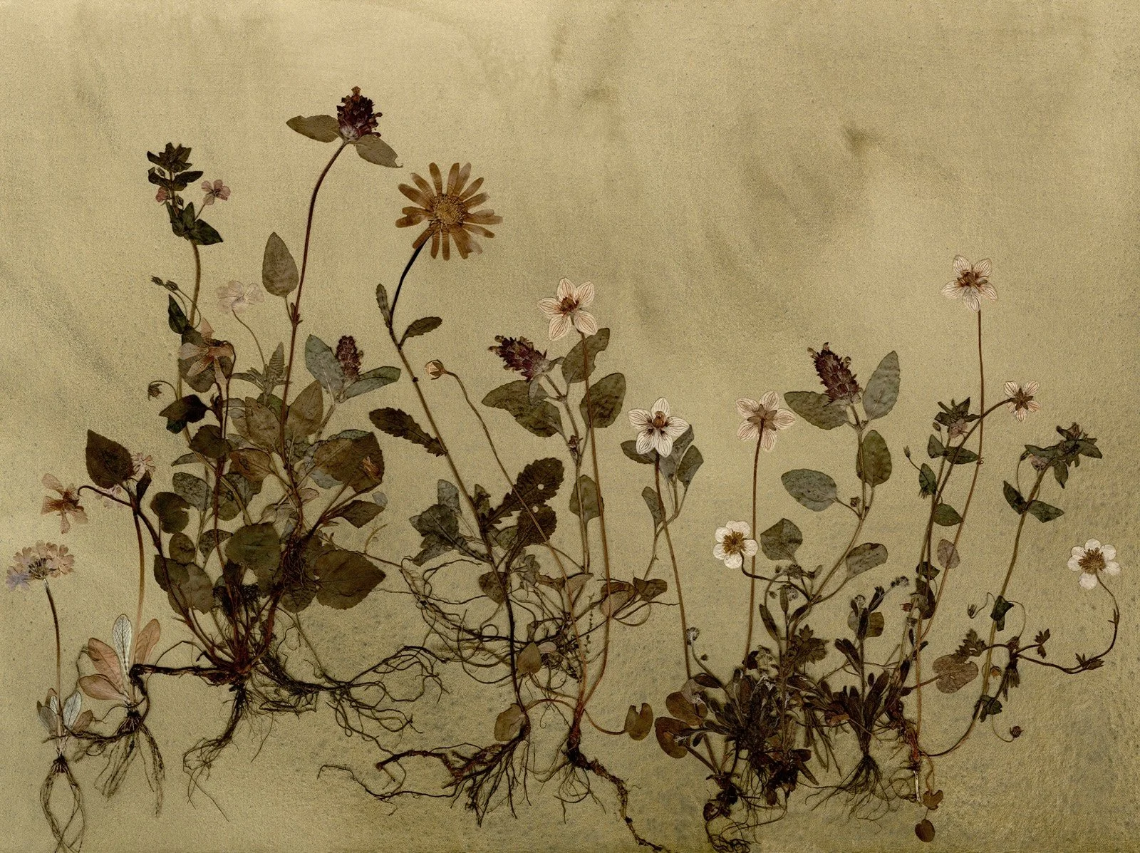 Viridarium kopiera.jpg