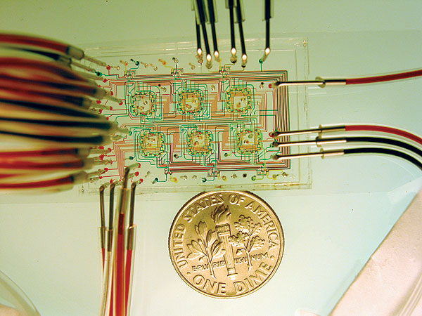 Microfluidic chemostat used to study microbes