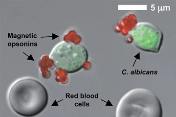 Magnetic_opsonins_bind_to_pathogen.jpg