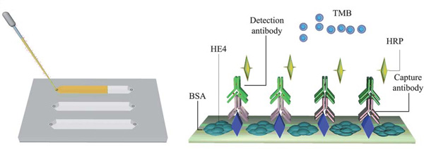 After the urine is loaded in the microfluidic chanel, ELISA is performed resulting in a colorimetric change