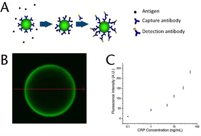 A CRP capture and flagging B CRP detection penetrating bead C CRP/fluorescence dose response curve