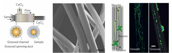 Grooved channels produce microfibers similar to the grooved silk that encapsulates spider eggs. The grooves enhance alignment of neuron dendrites and axons.
