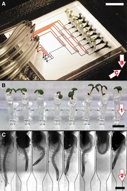 The current RootChip handles 8 seedlings with independent control. After previous germination, tips containing the seedlings are inserted. The roots can readily be analyzed and observed in the flow chamber.