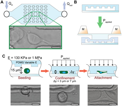 A. The device features posts to confine cells with continuous perfusion. B. The device is deformable, bringing the two layers into contact. C. The device has variable elasticity and confinement height.