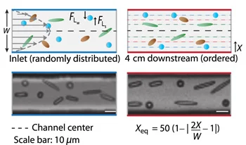 Spheres and ellipsoids are sorted using inertial fluid-dynamics. Particles with larger aspect radios reach equilibrium positions (Xeq) 4 cm downstream.
