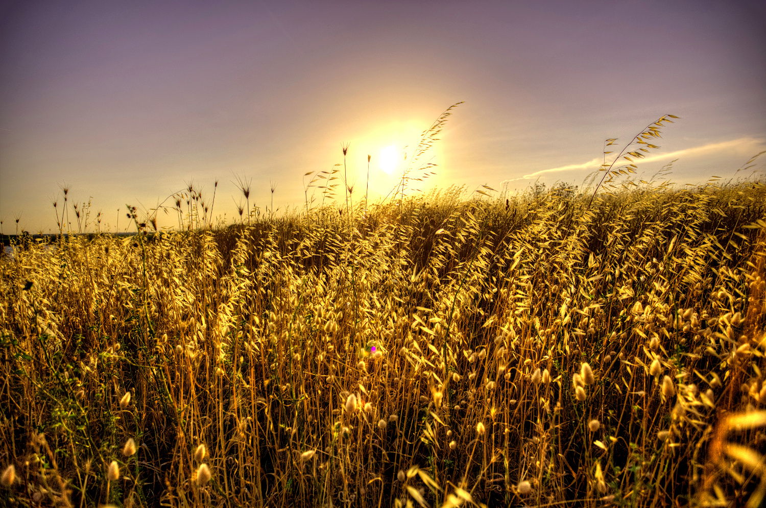 Wheat field sunset.jpg