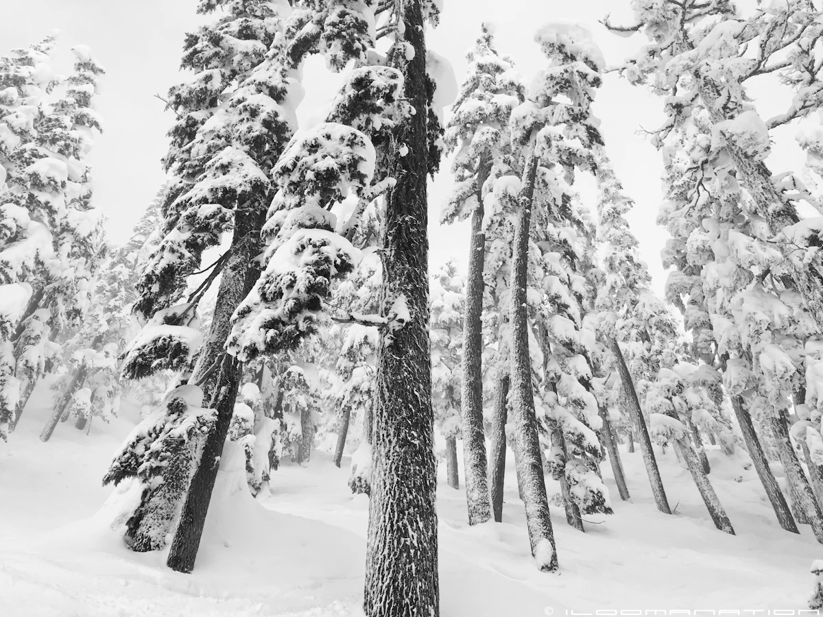 looking up near the section of trees where I went down.