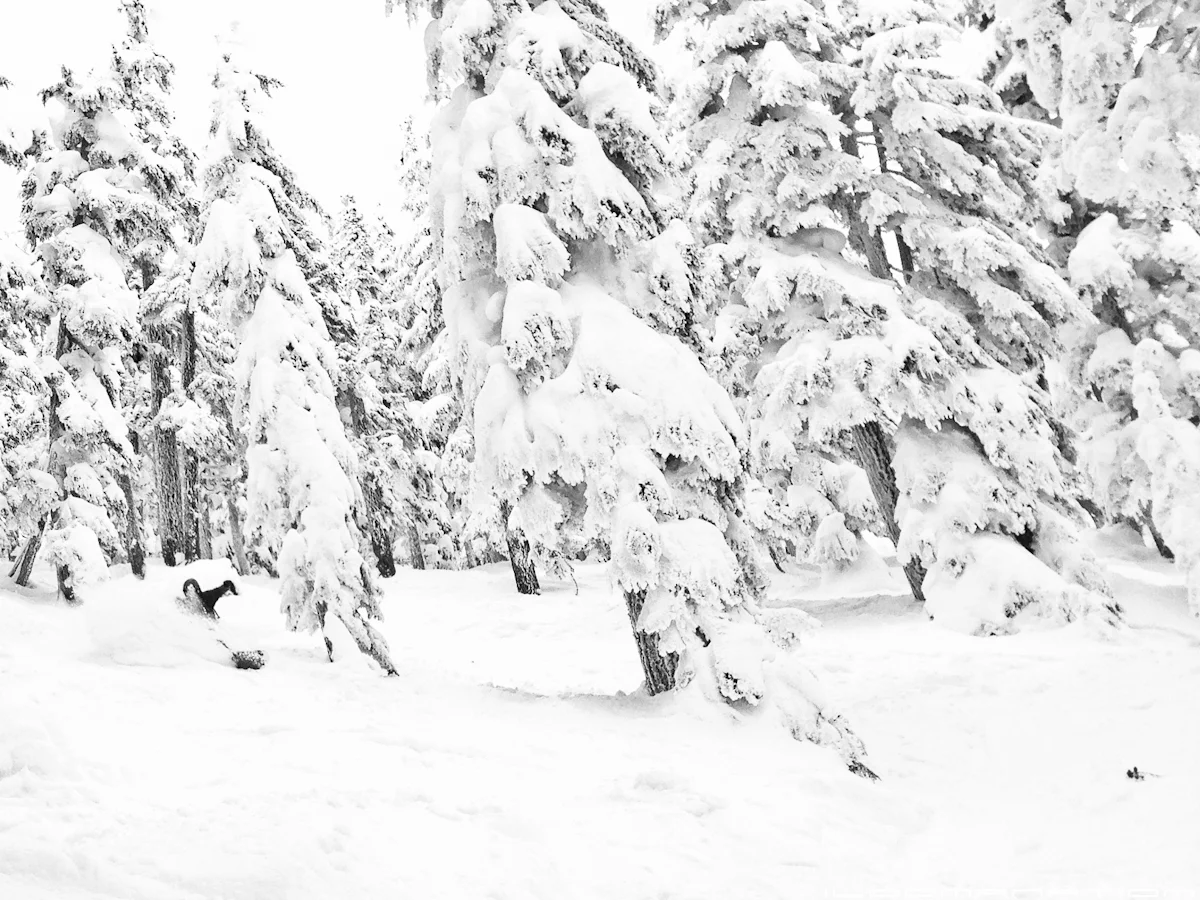 making my way through the dr. seuss trees. photo: jesse