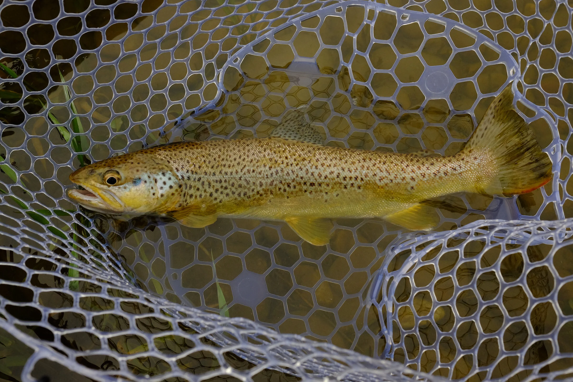 DSCF9771.jpg