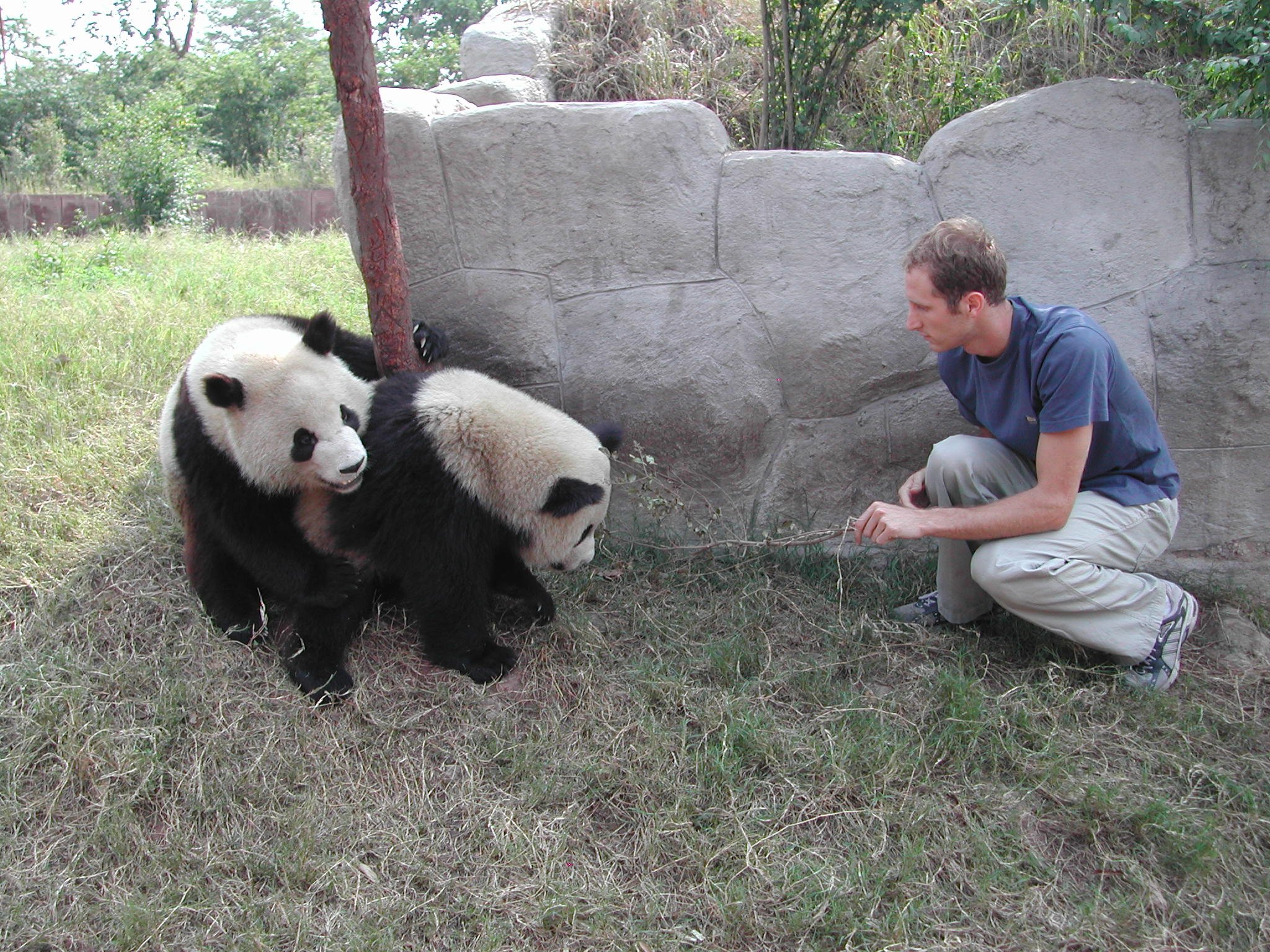 Photo inside the panda reserve in Chendgu, China where David leaped in over a concrete ravine to say hello.  The story unfolds in minute 103:41 of the  interview.