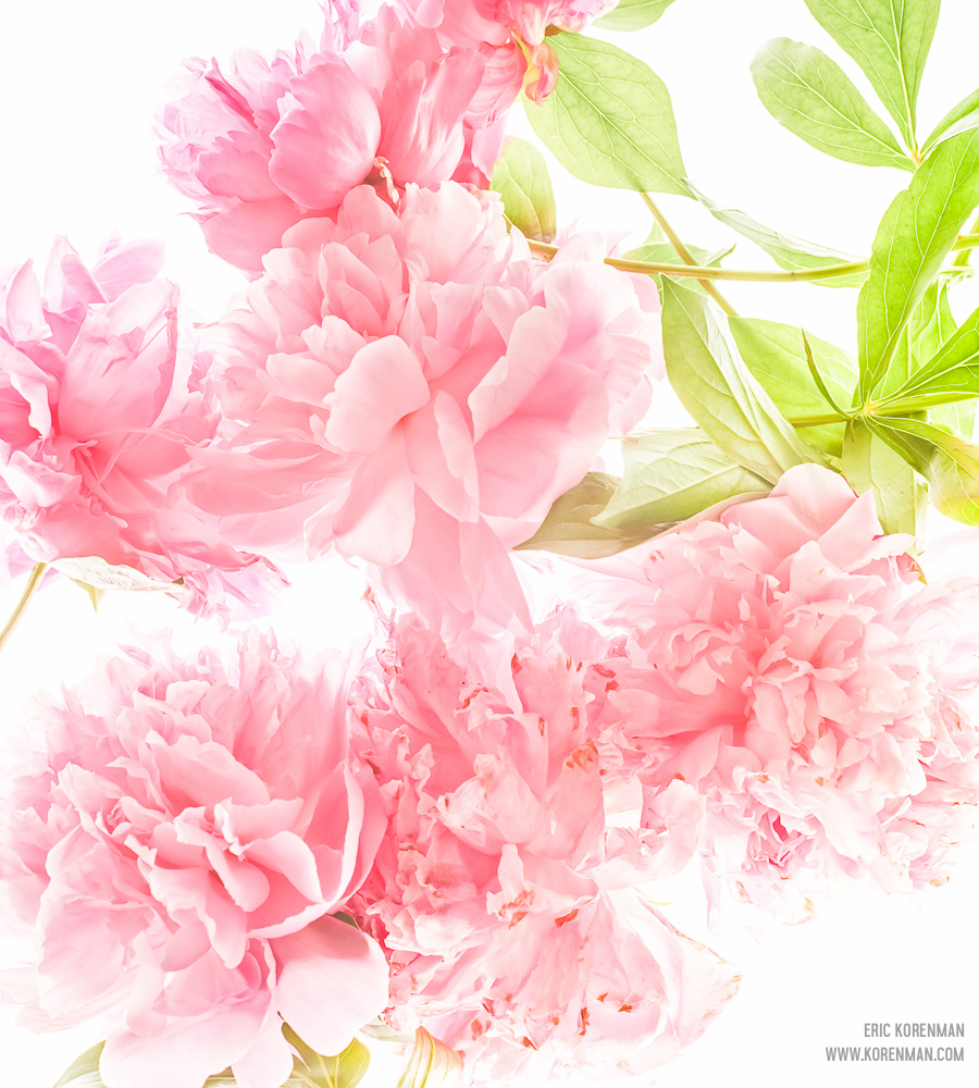 TP & Peonies- 16.jpg