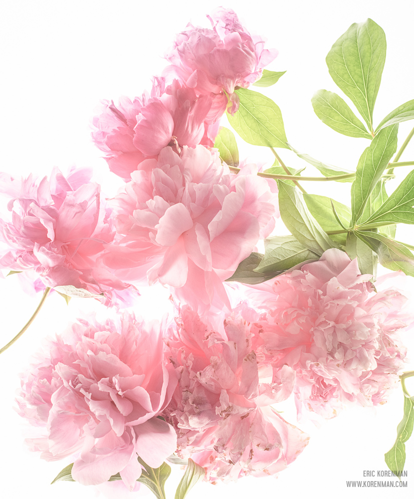 TP & Peonies- 20.jpg