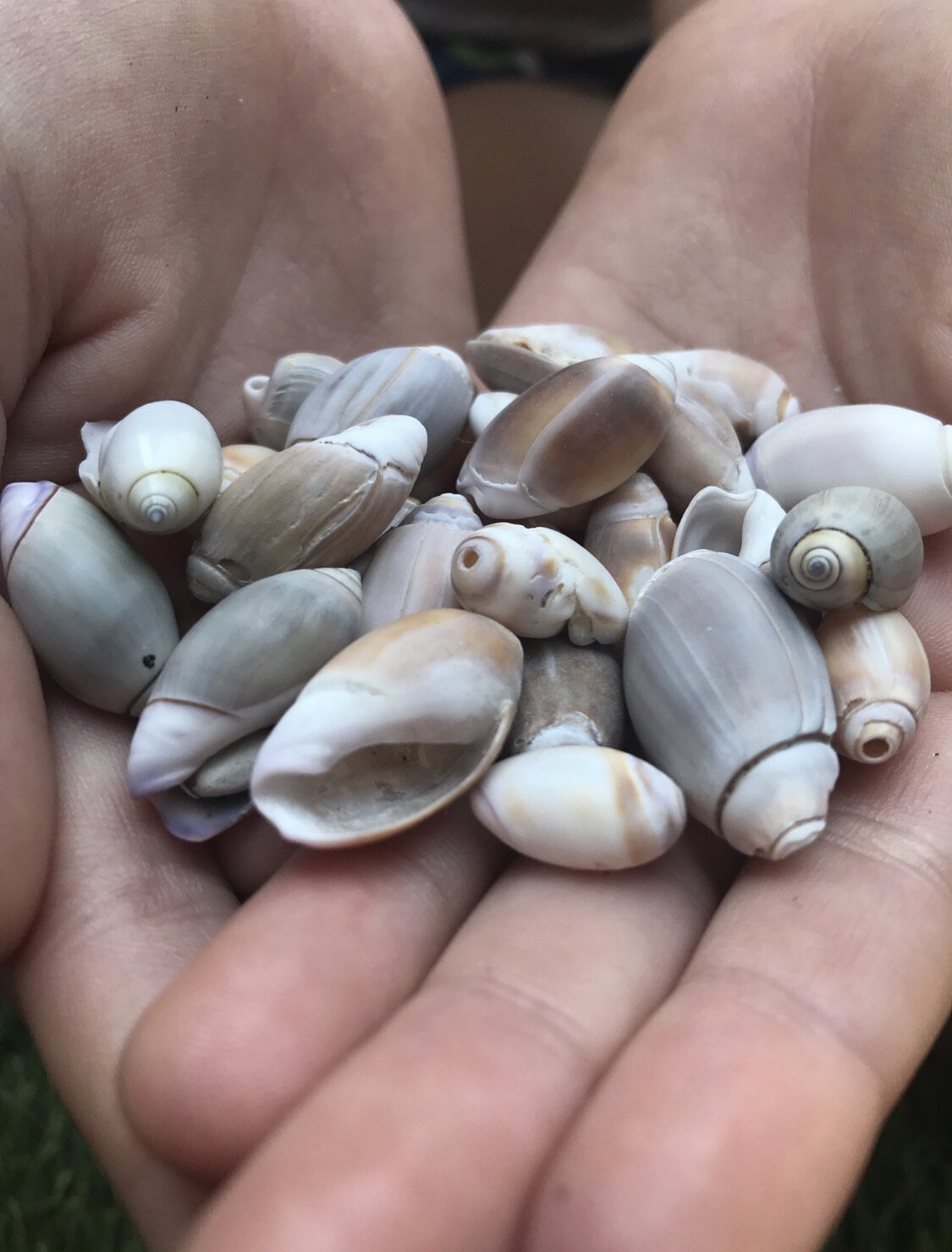 shells.JPG