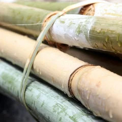 New Bamboo Technologies Provide Green Energy