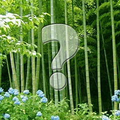 Quiz: Bamboo Facts