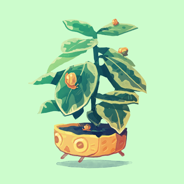 2017_plant_rubberPlant.png