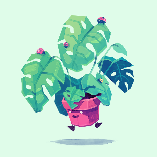 2017_plant_swissCheeseplant.png