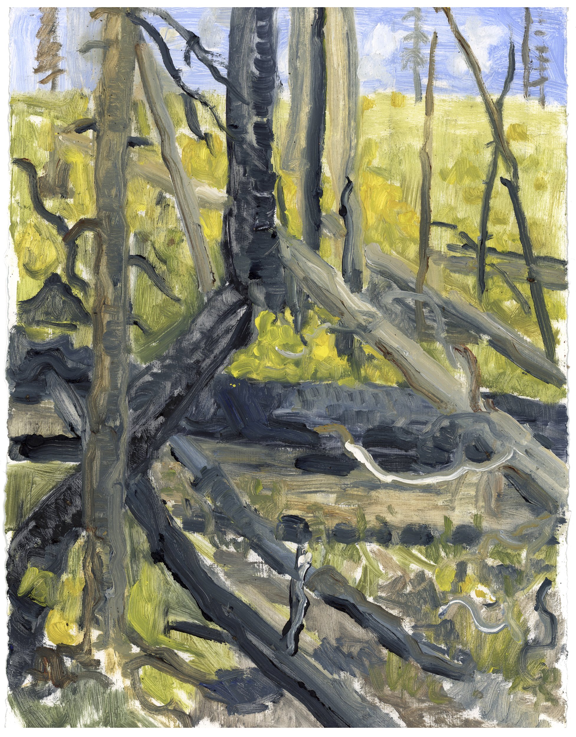 Burnt Logs, Summer Yellow Flowers, Colorado, Oil on paper (plein air), 12” x 9”.