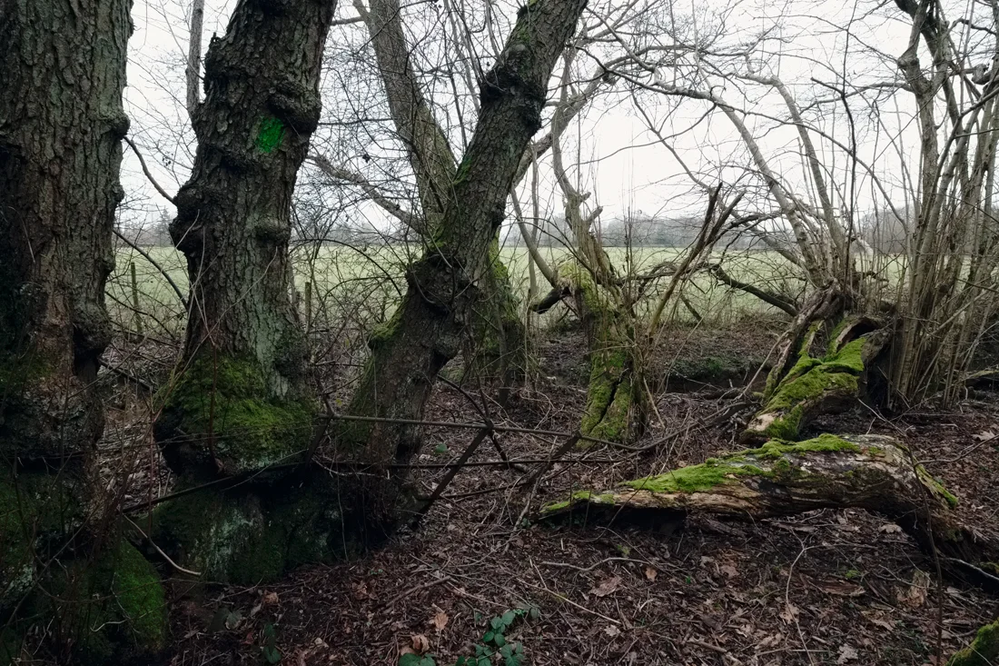 East Hoathly 19.02.2015 © Andrew Newson