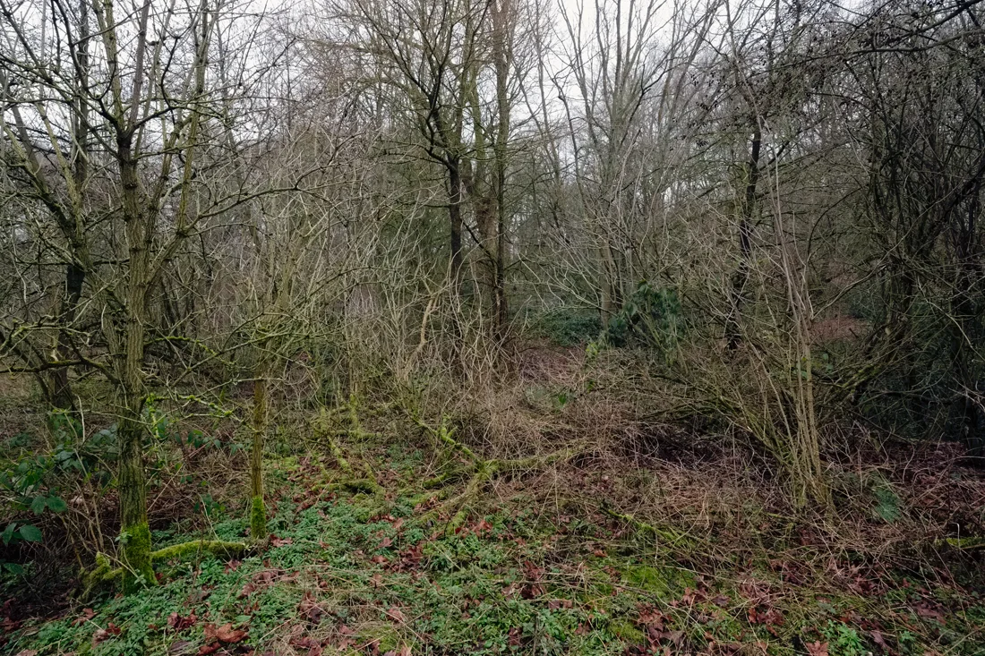 Hampstead Heath 14.02.2015 © Andrew Newson
