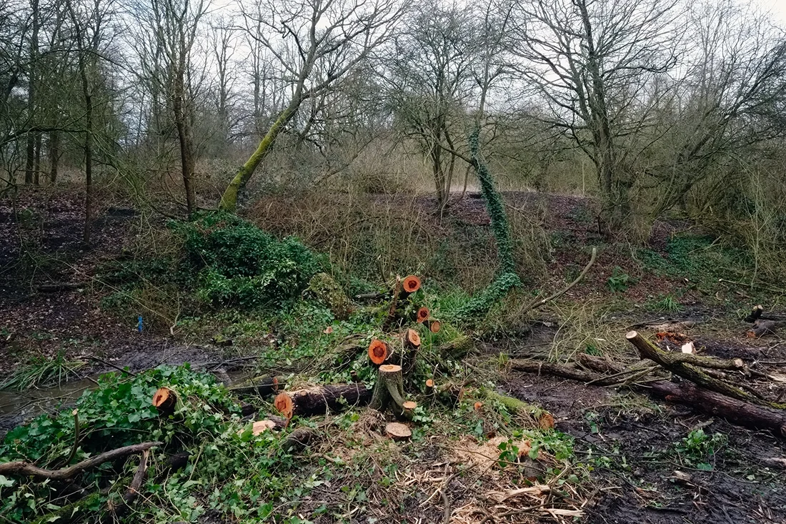 Hampstead Heath 14.02.2015 © Andrew Newson