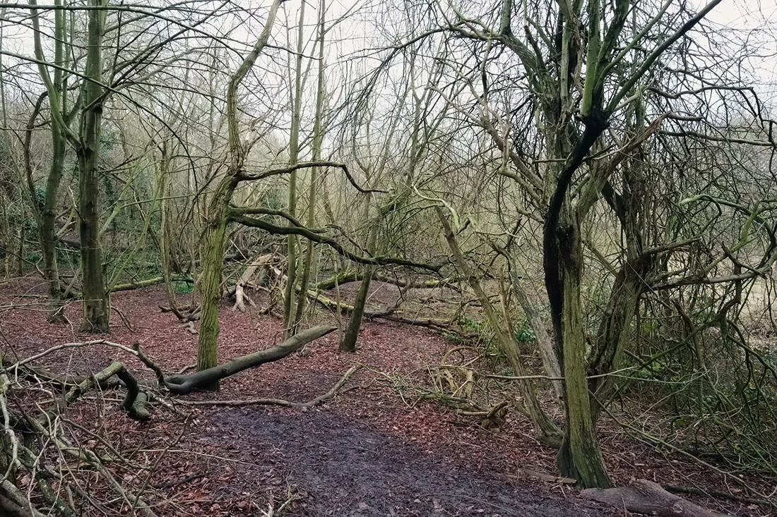 Hampstead Heath 14.02.2015 © Andrew Newson