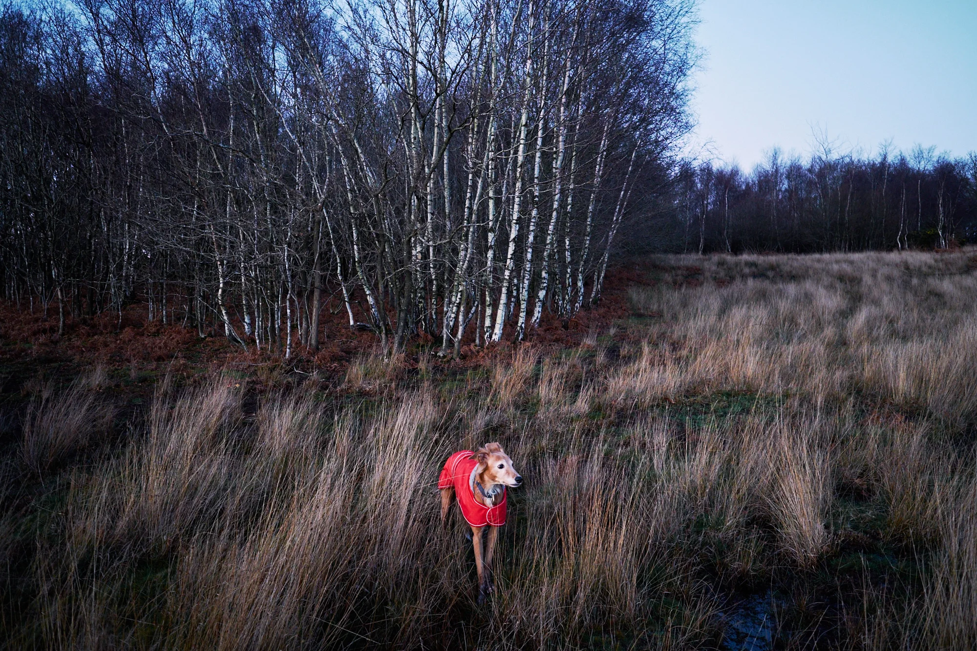 © Andrew Newson
