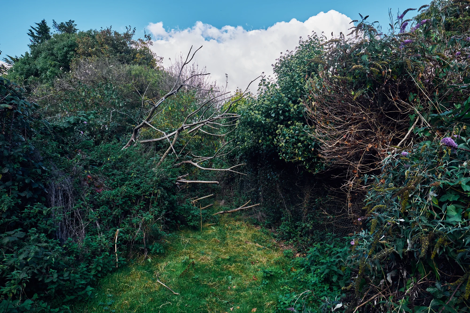 © Andrew Newson