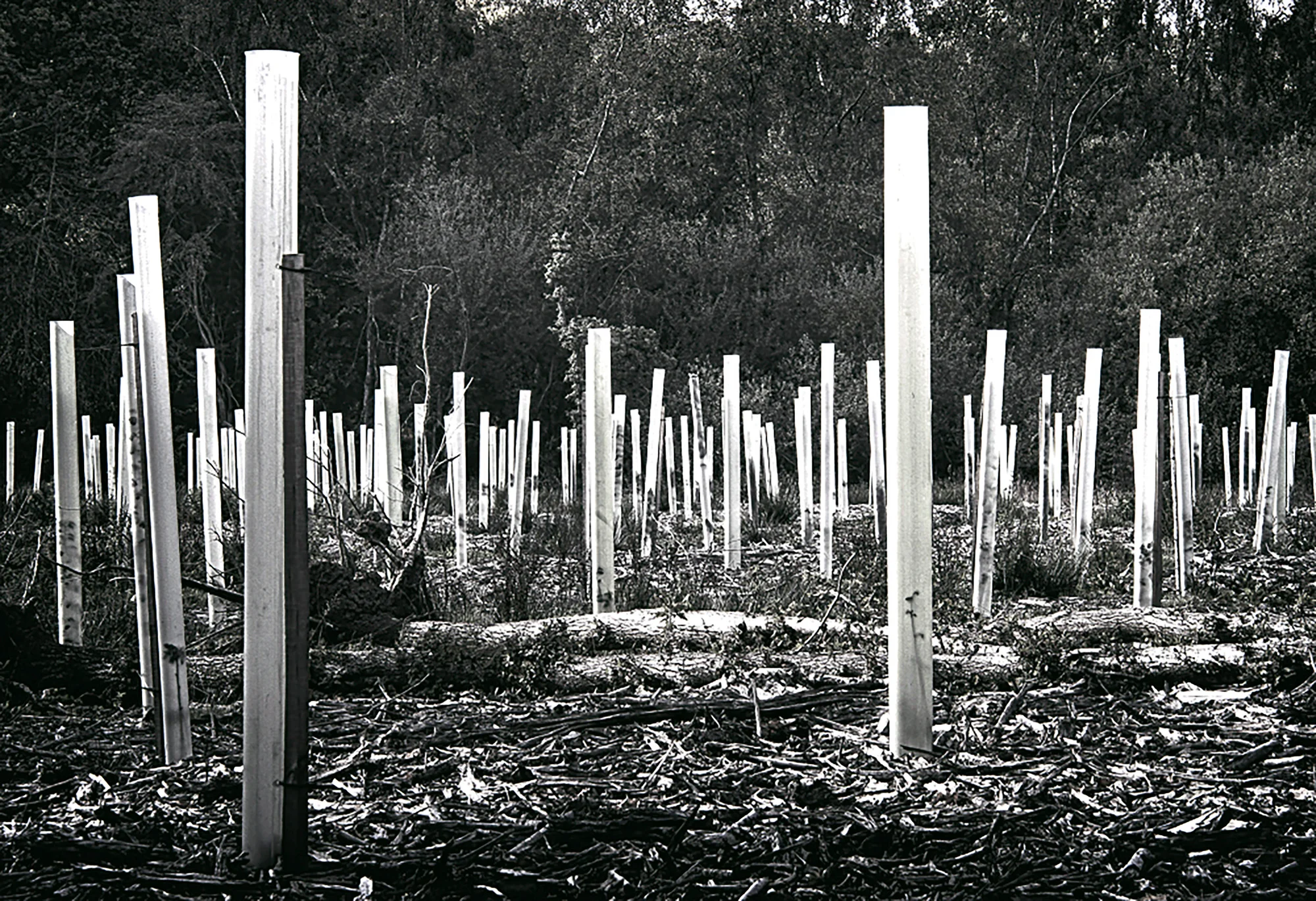lorrainepinkerton_newlandscape_3_2000px.jpg