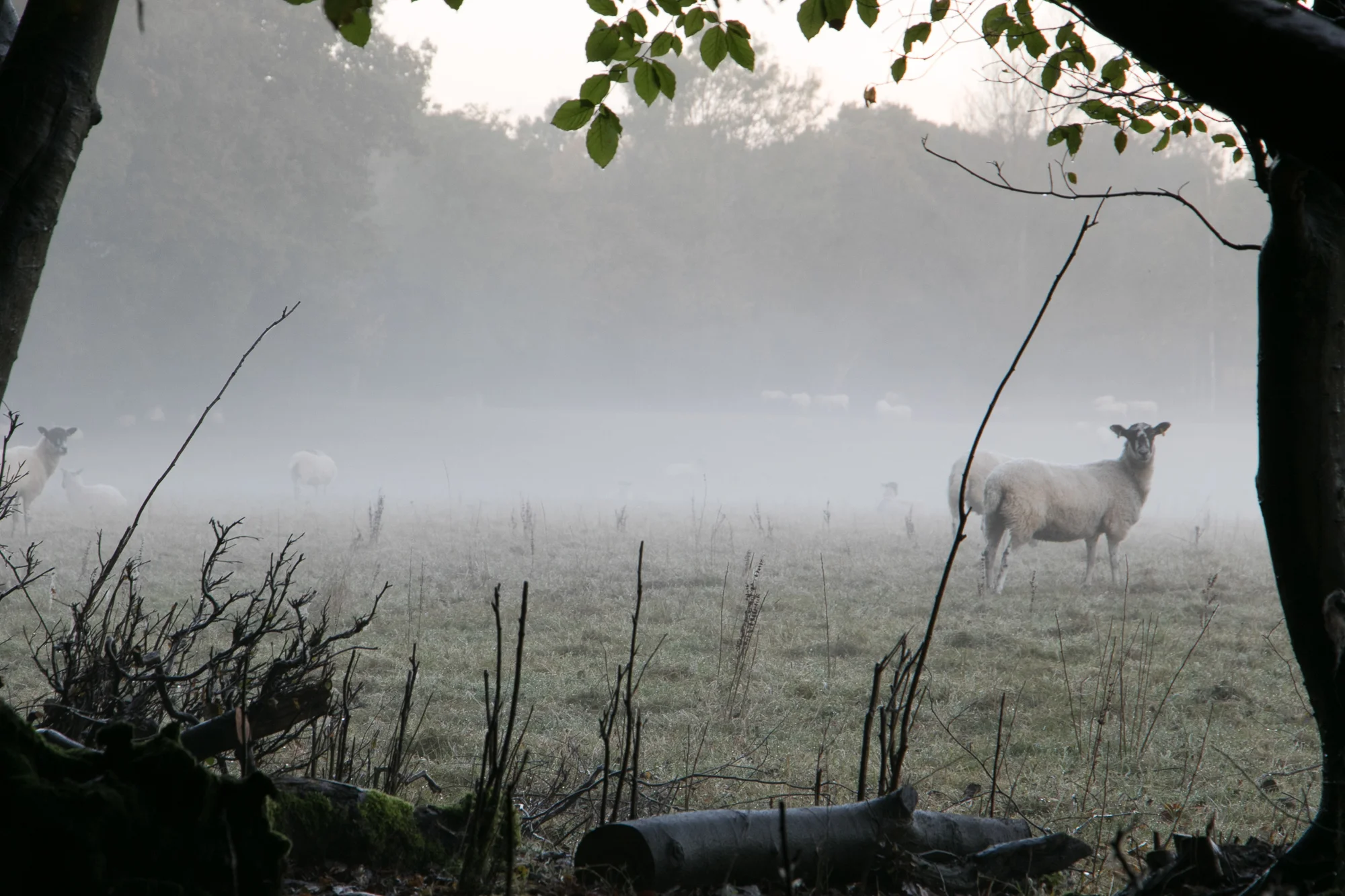 LotteGarner_4_landscape_2000px.jpg