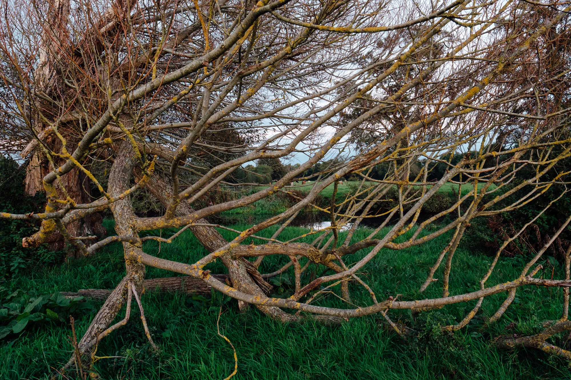 © Andrew Newson