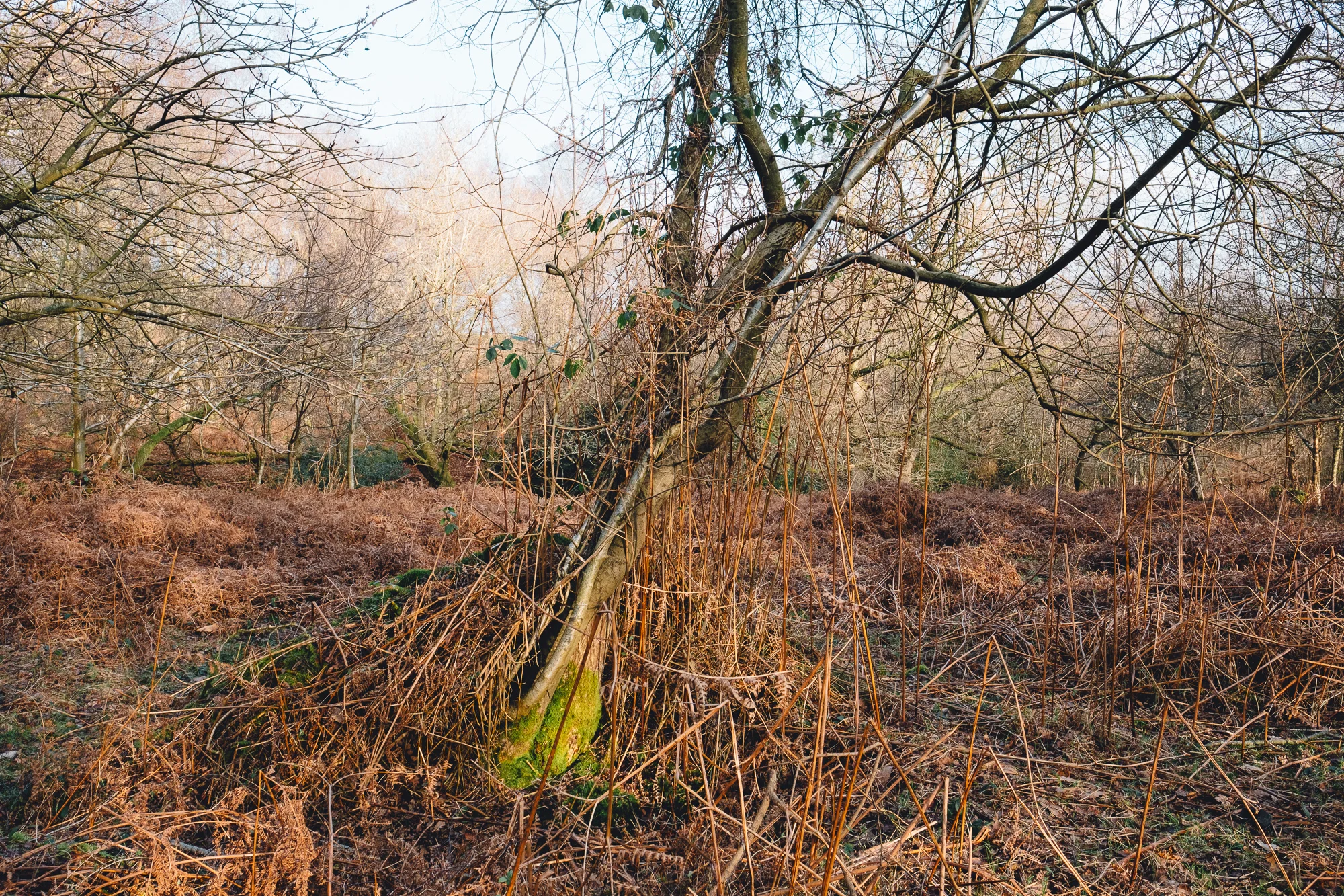 © Andrew Newson