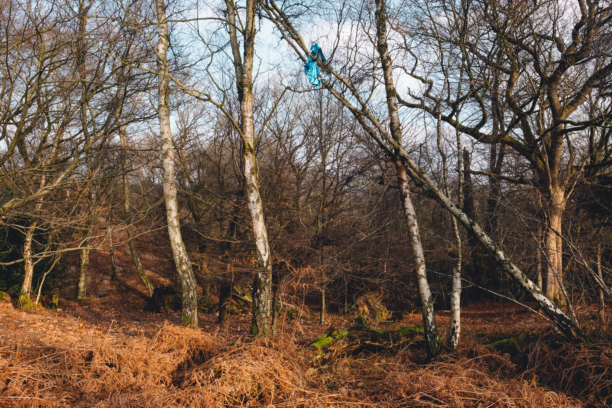 © Andrew Newson
