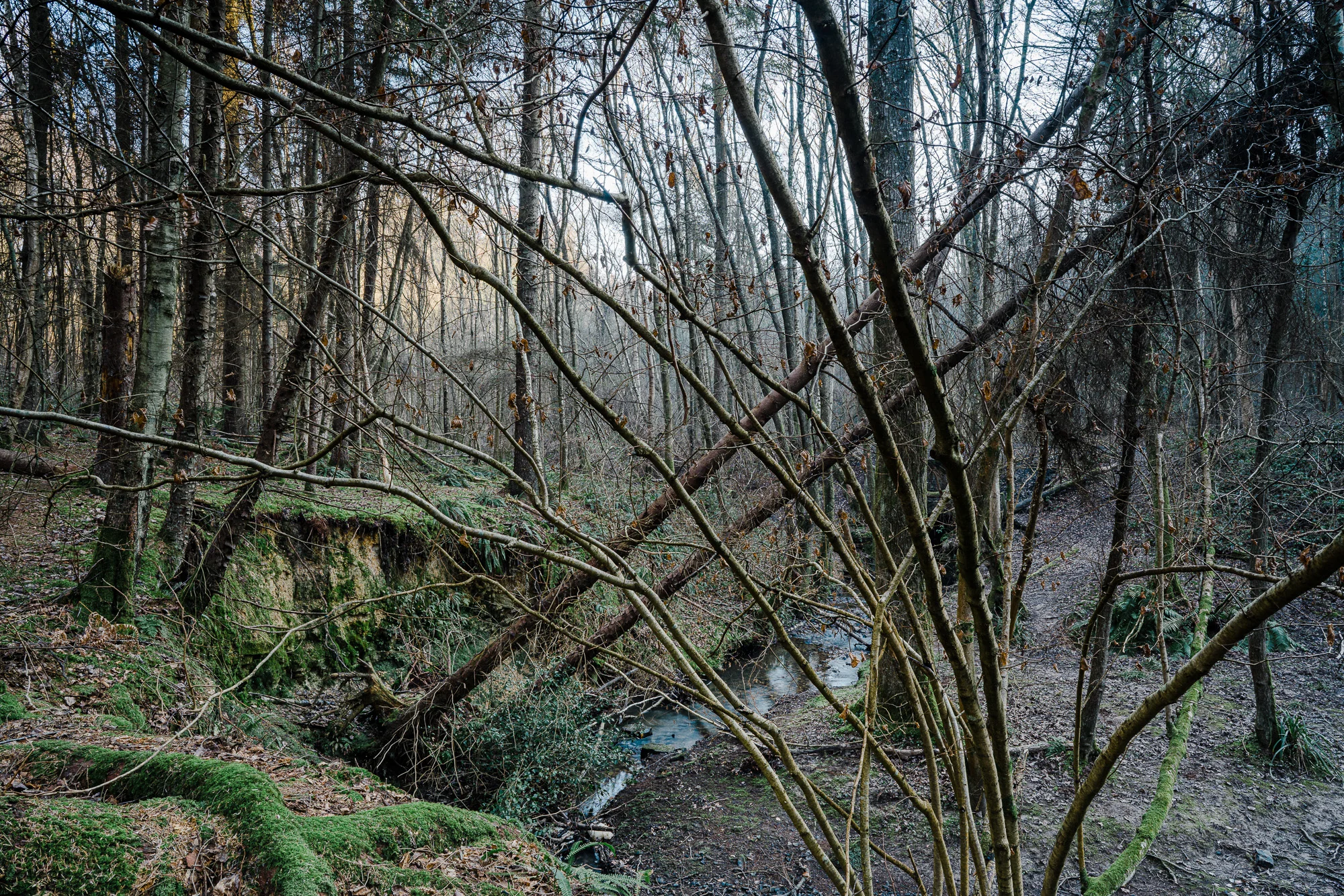 Before the Bluebells - © Andrew Newson