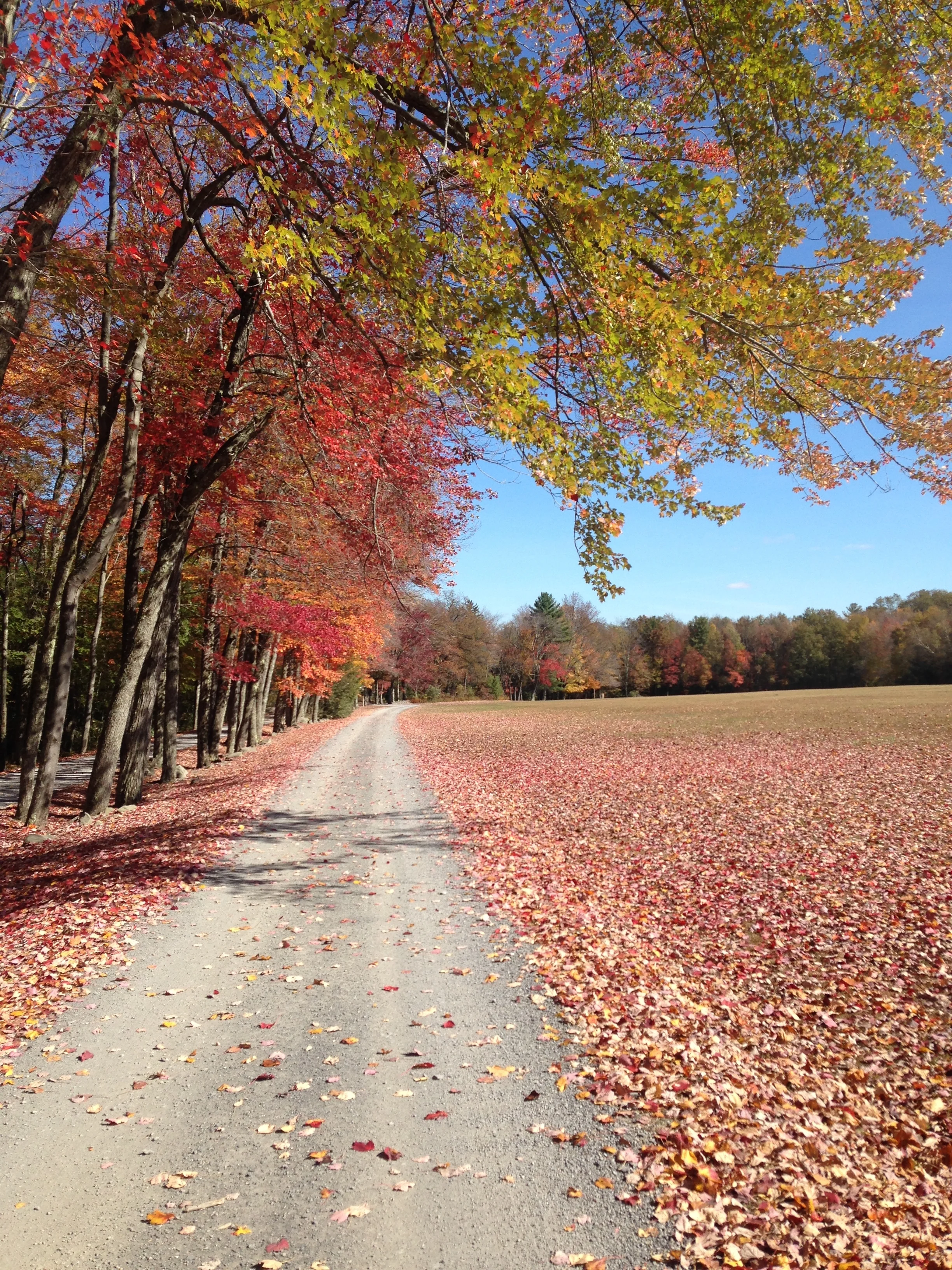 The Poconos was an incredible setting for my dear friend Mary's gorgeous October wedding!